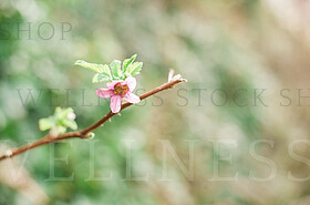 Stock Photos by Wellness Stock Shop