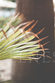 Stock Photos by Wellness Stock Shop