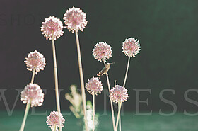 Stock Photos by Wellness Stock Shop