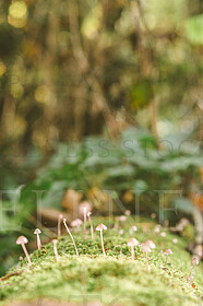 Product + Model Photography  by Sash Photography http://sashphot