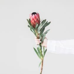 Protea floral healthy stock photo by Wellness Stock Shop